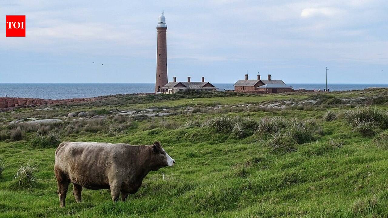 In 1999, a caretaker moved to an Australian island holding one of the world’s largest little penguin colonies; he stayed 25 years protecting its wildlife and lighthouse﻿ | World News