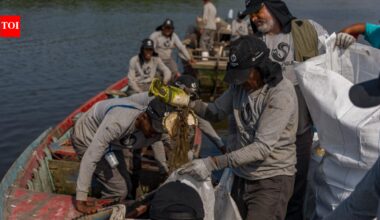 Brazil’s polluted Rio mangroves were disappearing under waste; then local fishers restored 18.2 hectares and more than 60 animal species returned | World News