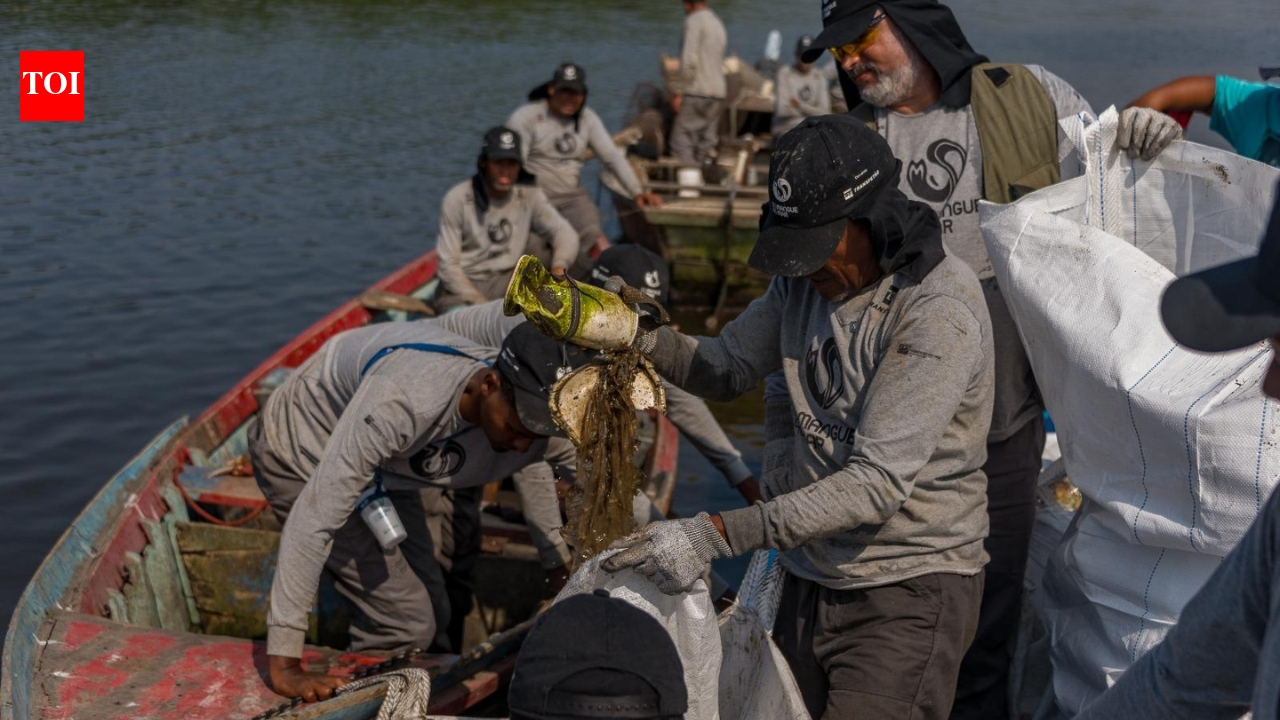 Brazil’s polluted Rio mangroves were disappearing under waste; then local fishers restored 18.2 hectares and more than 60 animal species returned | World News