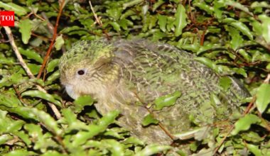 In 2016, a New Zealand ranger became the only human living on a predator-free island; he stayed to guard the last refuge of the world’s heaviest parrot | World News