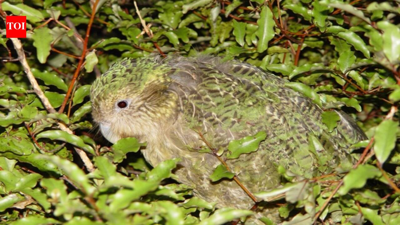In 2016, a New Zealand ranger became the only human living on a predator-free island; he stayed to guard the last refuge of the world’s heaviest parrot | World News