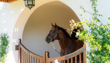 Drakenstein Stud foundation sire Trippi has died