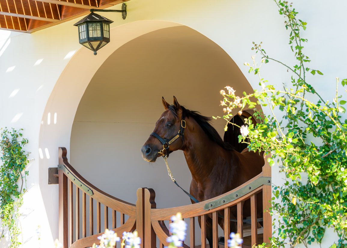 Drakenstein Stud foundation sire Trippi has died
