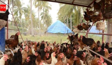 Maize, soya price surge hits poultry farmers | Mangaluru News