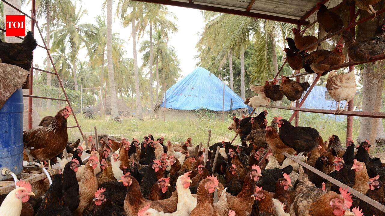 Maize, soya price surge hits poultry farmers | Mangaluru News