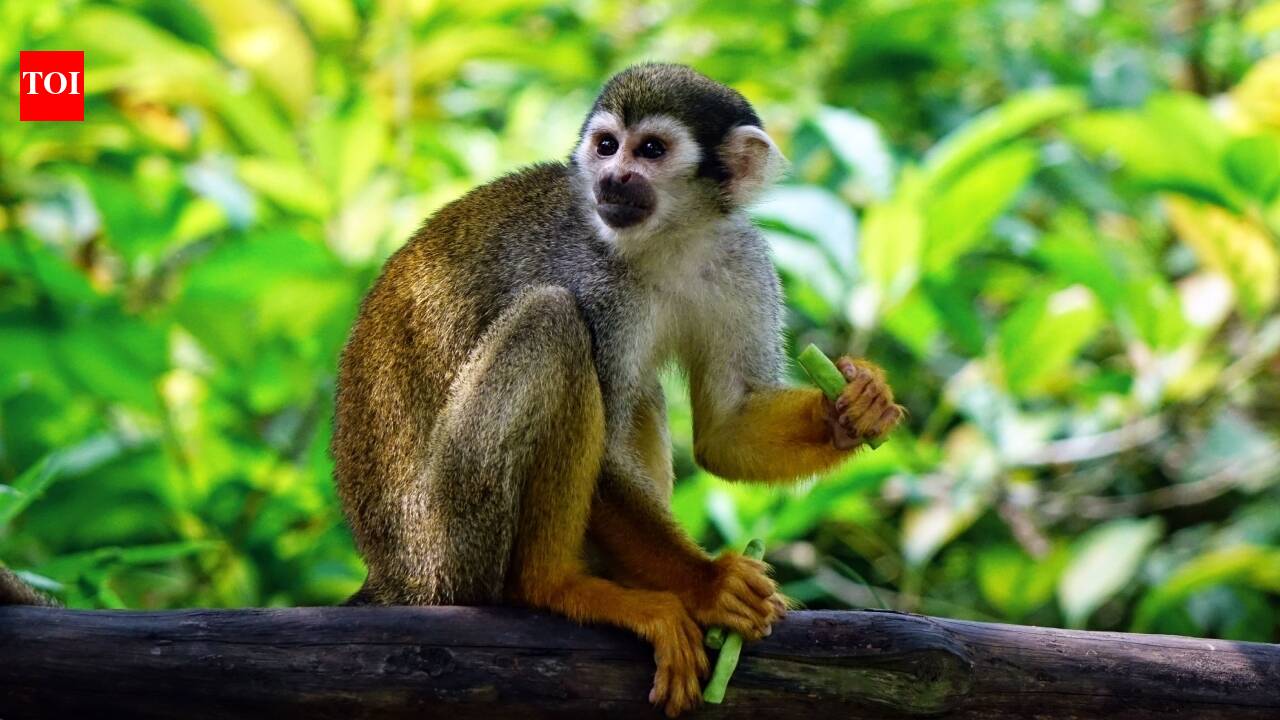 Goliath The Squirrel Monkey: A 1.5-pound squirrel monkey named Goliath was launched from Cape Canaveral in 1961; 35 seconds later, the Atlas E rocket was destroyed after the flight went wrong |