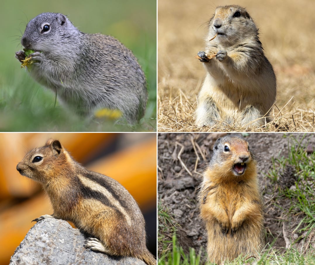 Four different squirrel species.