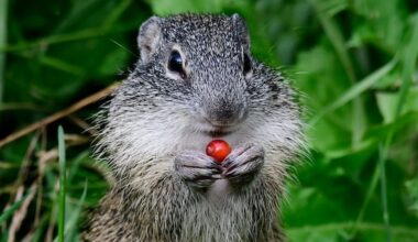 Have you seen this squirrel? These Alberta researchers want to know