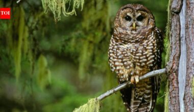 In 1990, the northern spotted owl became a symbol of America’s logging wars; 36 years later, scientists say it is already functionally extinct across large swaths of its range