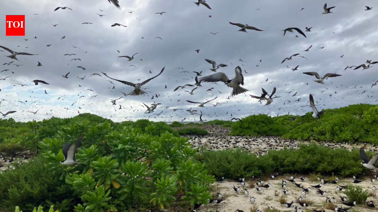 In 1967, Guy Savy and a partner bought a degraded Seychelles island; after restoring nesting habitat, its sooty tern colony rose from under 20,000 pairs to about 700,000