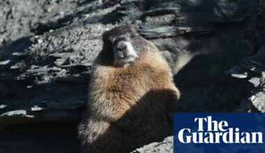 ‘Humongous’ marmot crowned winner in inaugural Fat Marmot Week contest | US news