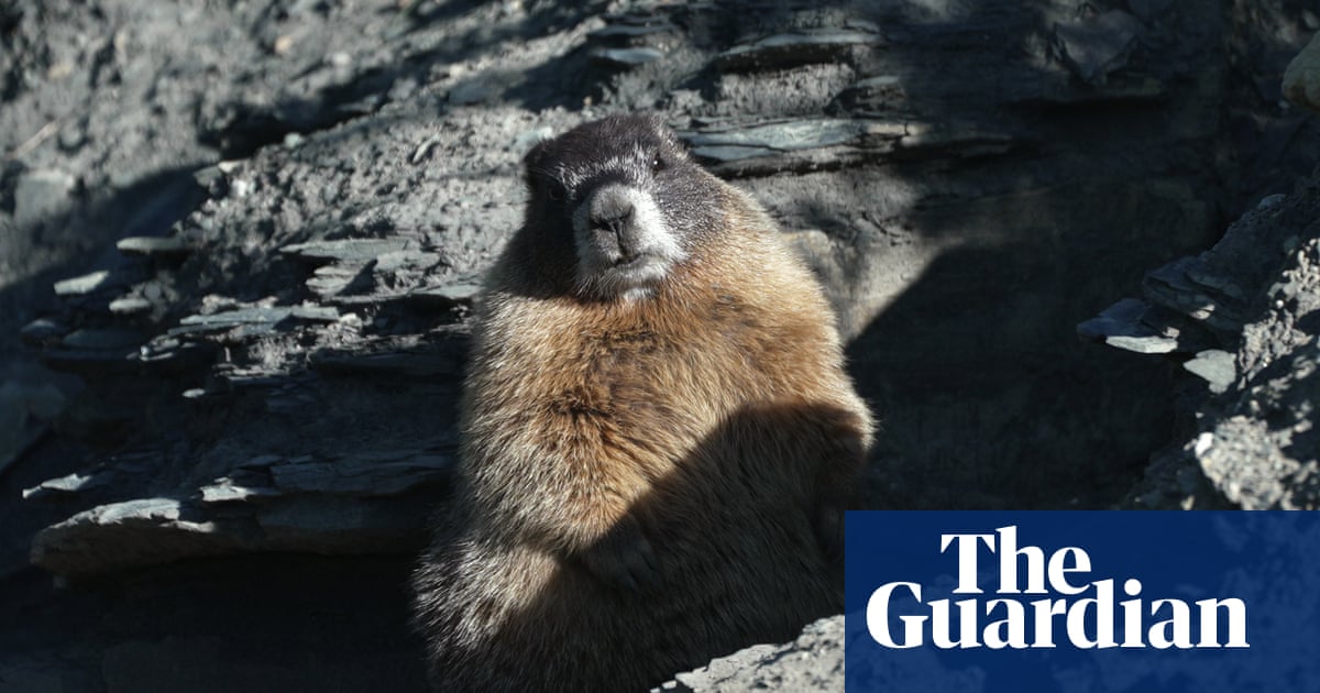 ‘Humongous’ marmot crowned winner in inaugural Fat Marmot Week contest | US news