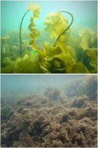 Loss of kelp forests reverberates down to microbial level