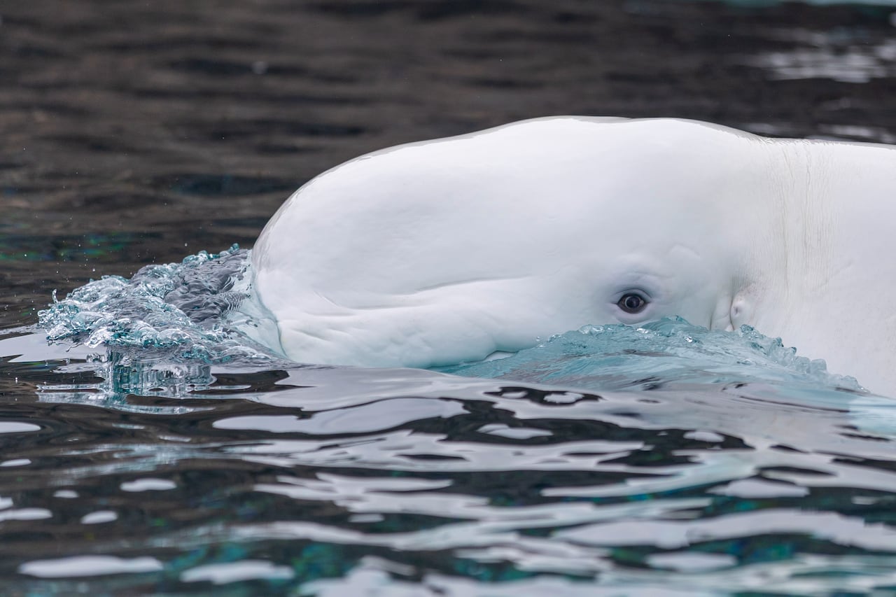 close-up of a beluga as it pops its head above water