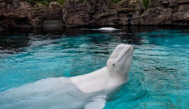 Canada's last captive whales are set to leave Niagara Falls, Ont., Marineland for U.S. aquariums