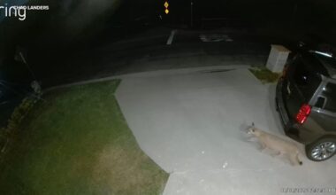 Mountain lion spotted strolling through Studio City driveway, video shows