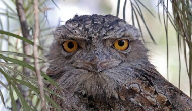 Tawny Frogmouth (Podargus strigoides strigoides) close-up of adult at daytime roost south-east Queensland, Australia. March