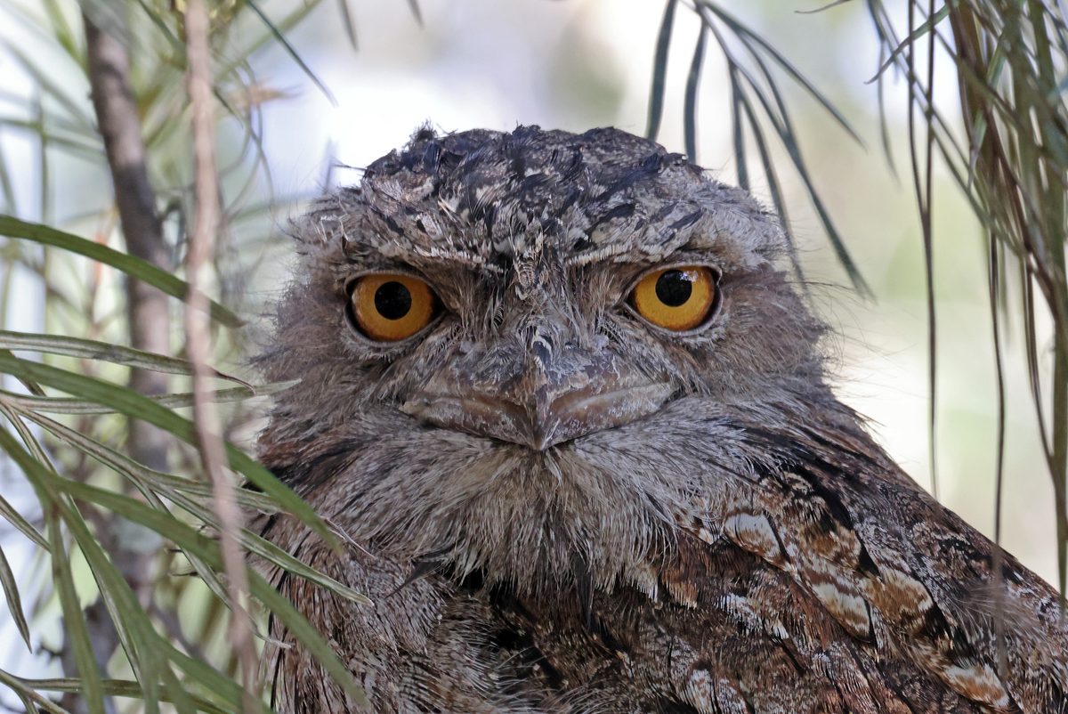 Tawny Frogmouth (Podargus strigoides strigoides) close-up of adult at daytime roost south-east Queensland, Australia. March
