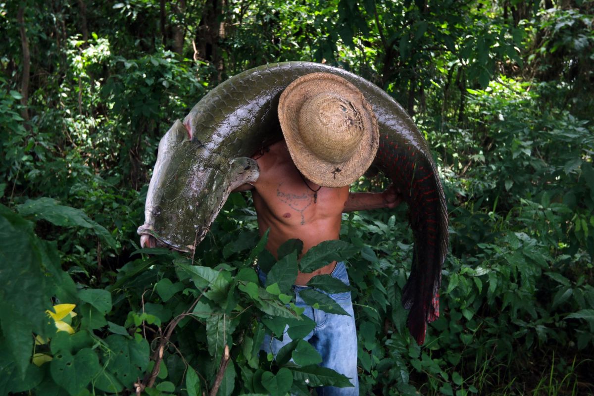 A native to Amazonia's rivers and lakes, the <strong>arapaima gigas</strong> is one of the biggest freshwater fish in the world, measuring an impressive <a href=