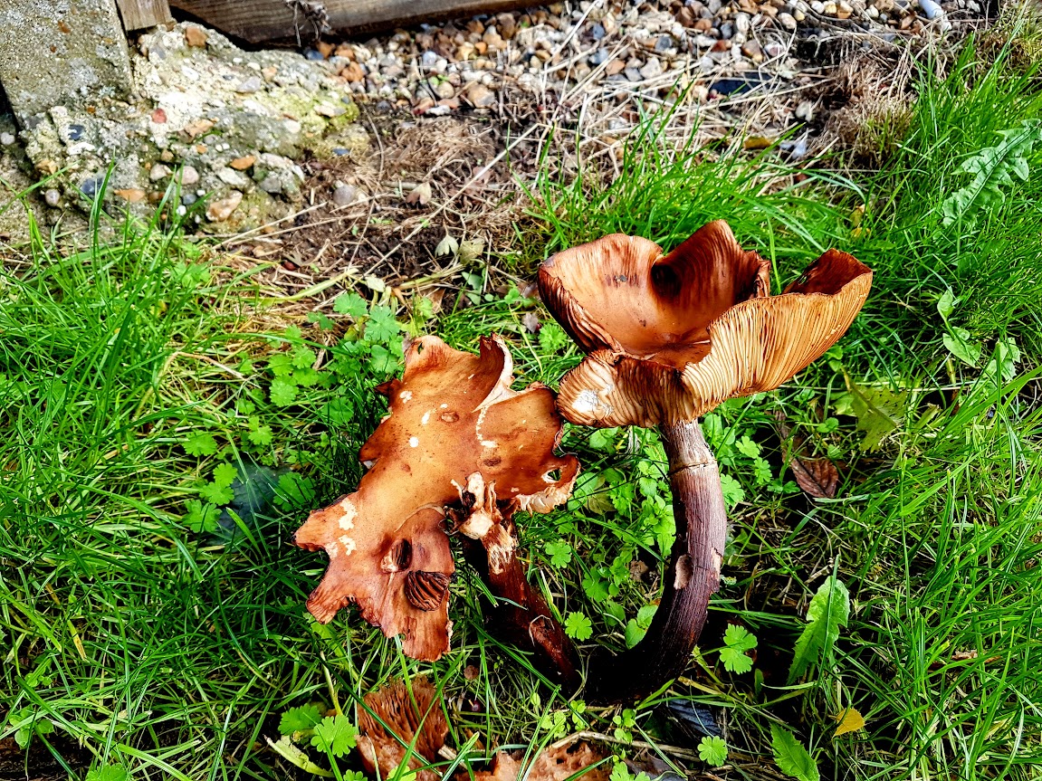 The hidden economy beneath our feet: Plants share energy through fungal networks