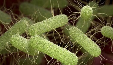 UK Salmonella Enteritidis outbreak: 207 cases and one death linked to imported eggs