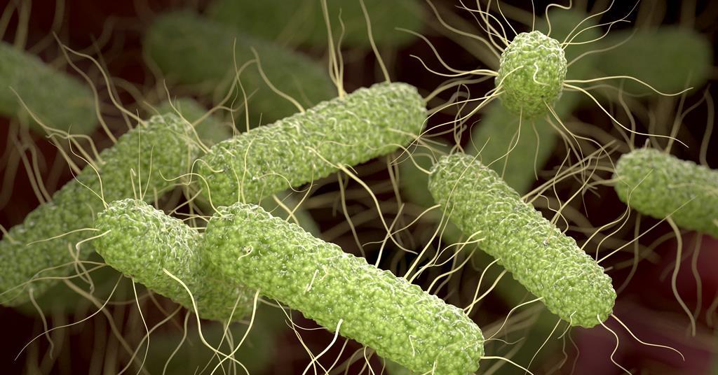 UK Salmonella Enteritidis outbreak: 207 cases and one death linked to imported eggs