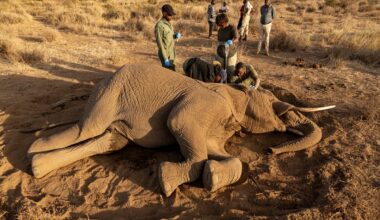 Kenya arrests four people during probe into 18 elephant deaths
