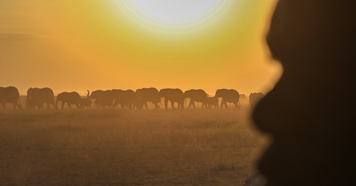 Farmers in Kenya dispute that cyanide poisoning could have killed 15 elephants