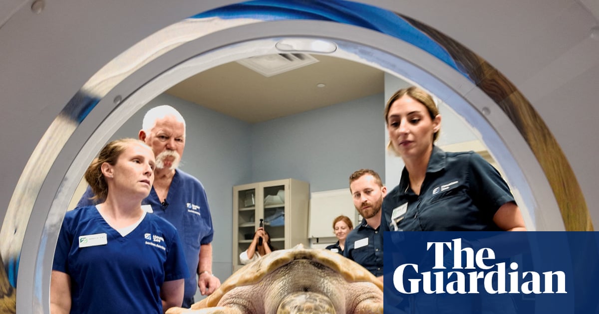 Rhossi, a rare sea turtle, recovers after 5,000-mile trek from Wales to Texas | Texas