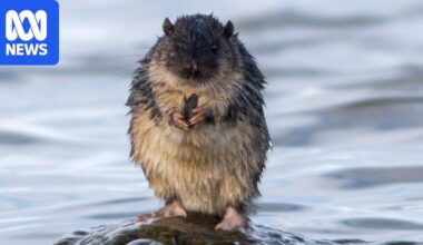 Melbourne University map tracks native water mammal rakali in waterways