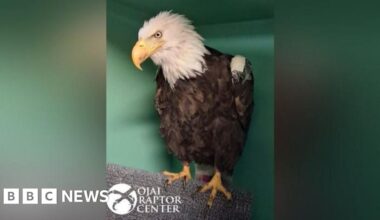 Jackie, the famous California bald eagle, dies after weeks of intensive care - BBC
