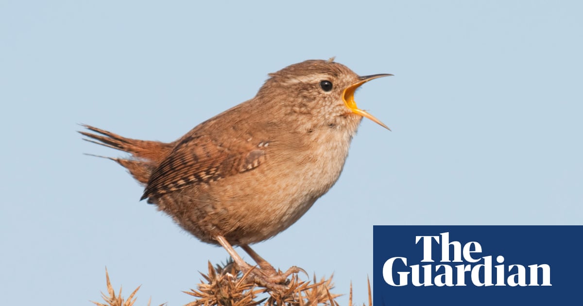 Mood-boosting benefits of birdsong drowned out by traffic noise, study finds | Birds