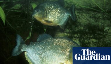 Piranha drama: boy, 8, hooks fearsome exotic fish in Pennsylvania lake | Pennsylvania