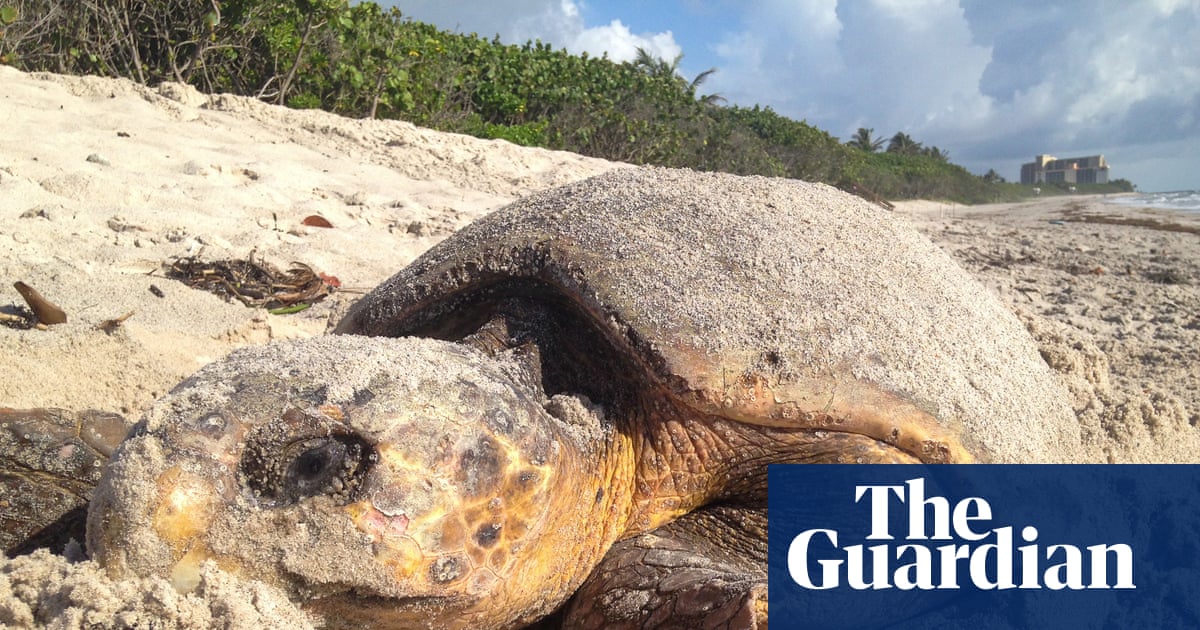 Florida sets record for sea turtle nests but Trump move could stall recovery | Marine life