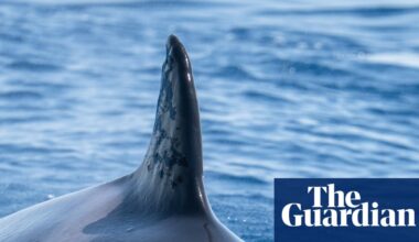 Iberian orca known for ramming boats seen with suspected gunshot wounds | Whales