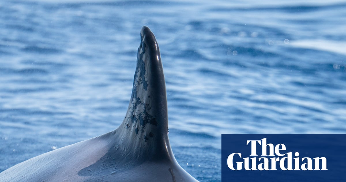 Iberian orca known for ramming boats seen with suspected gunshot wounds | Whales