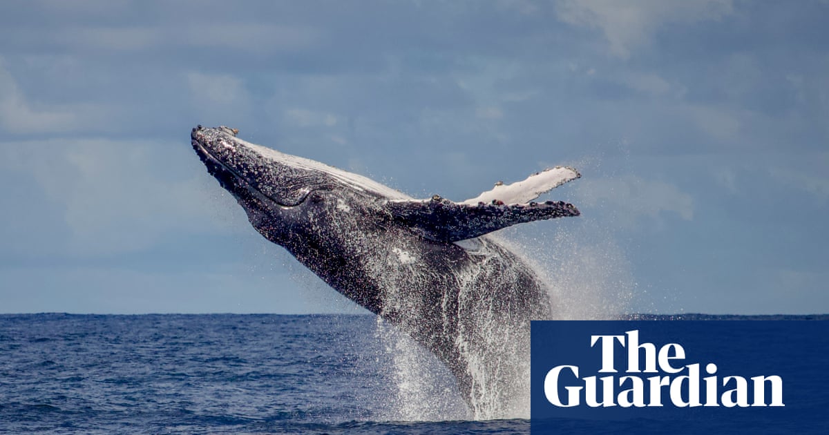 Humpbacks return to Rio: the whales are back from the brink of extinction – but will tourism help or hinder? | Whales