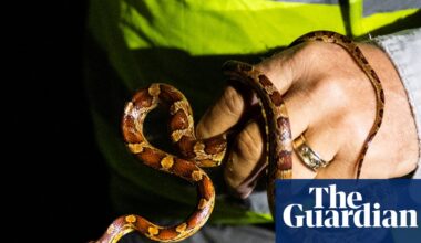 Winner of Florida python hunting contest nabs 96 snakes: ‘I was on a mission’ | Florida
