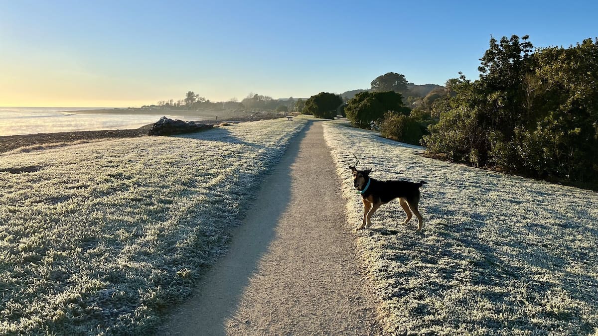 Napier hits -3.5C as severe frost blankets Hawke’s Bay