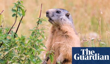 Call to ban marmot hunting in France as campaigners say they are ‘killed for fun’ | France