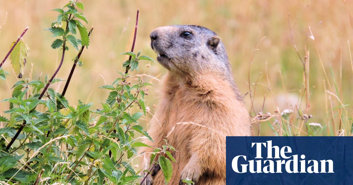 Call to ban marmot hunting in France as campaigners say they are ‘killed for fun’ | France