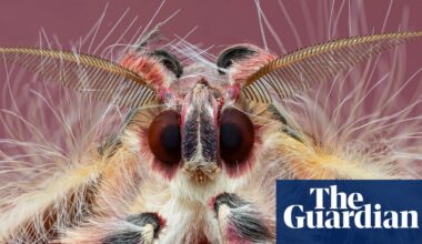 ‘Once I started zooming in, I never stopped’: the mesmerising art of macro photography | Insects