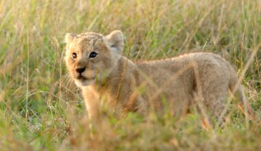 Lion cub Kio from National Geographic