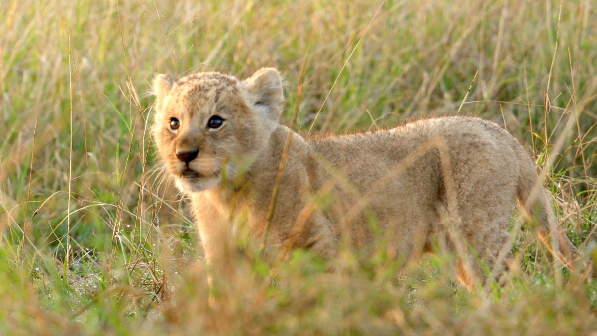 Lion cub Kio from National Geographic