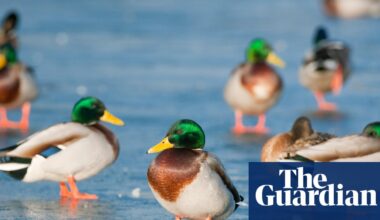 Bird flu has been evolving and migrating for 30 years. It is a far more deadly virus that has now arrived in Australia | Bird flu