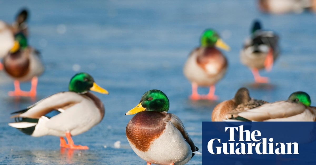 Bird flu has been evolving and migrating for 30 years. It is a far more deadly virus that has now arrived in Australia | Bird flu