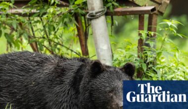Japan killed 14,000 bears after a rise in deadly attacks on people – but will it work? | Conservation
