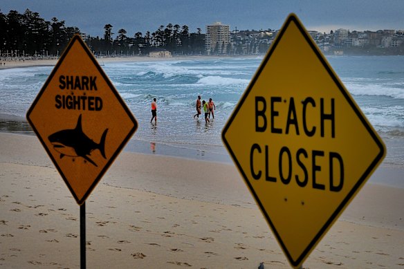 Swimmers in the water at Manly Beach, where signs alert to a shark sighting and that the beach is closed following a shark attack.