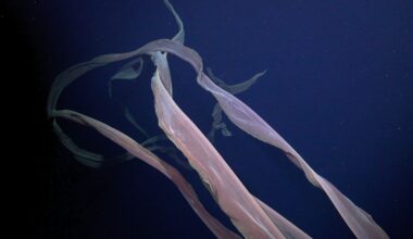 Giant phantom jelly