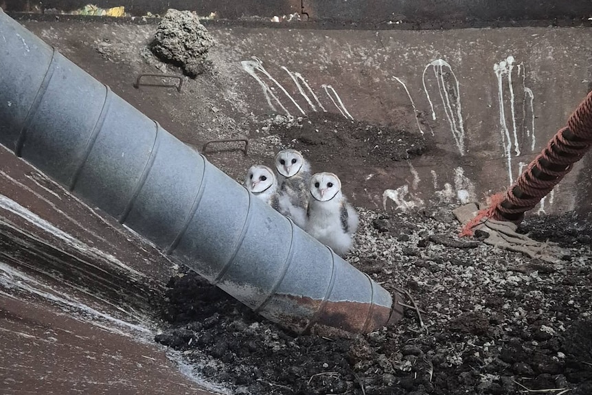 Three small owl chicks huddle together inside a large metal container with sloped edges.